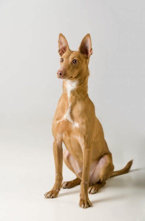 Podenco andaluz, venta de perros de caza